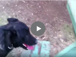 dog training
